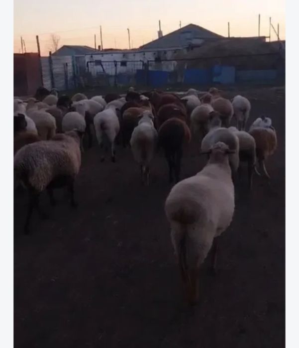 Продам Баранов и Козы