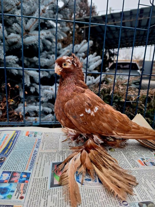 Продам чина самца