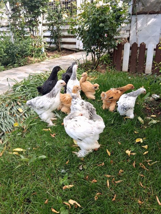 Gaini/Pui  Brahma si oua pt incubat Brahma, Araucana, curca, Wyandotte