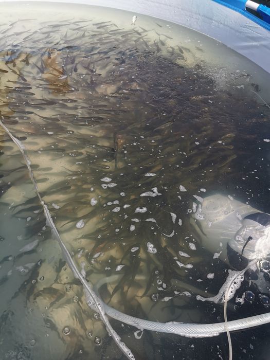 Crap cteno 12-15 cm și fitofag