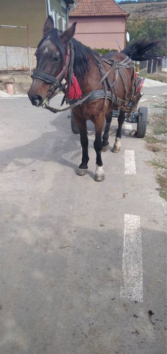 Cal cu cărută cu tot!!
