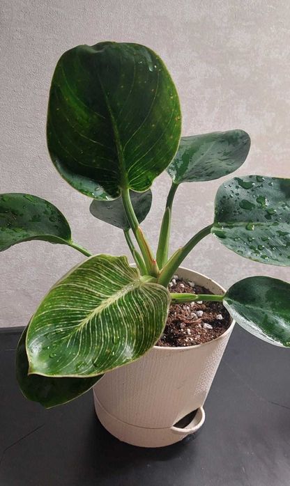 Филодендрон Биркин