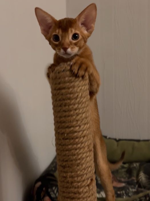 Абиссинский котенок