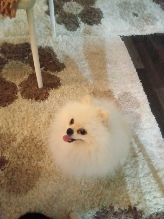 Мальчик шпиц для вязки