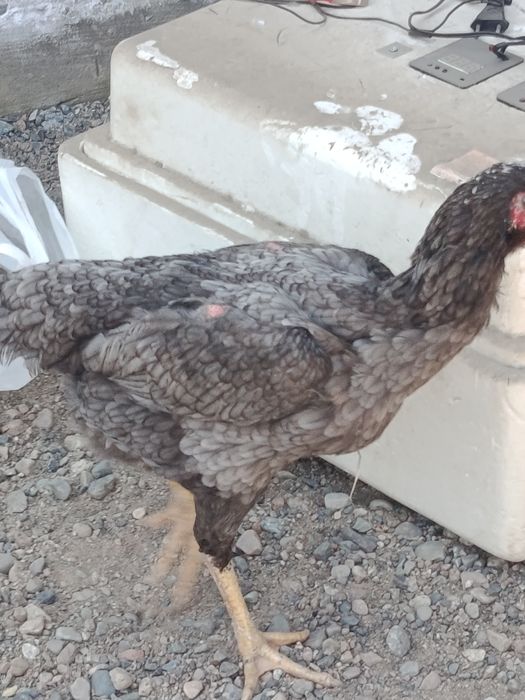 Шамо Калуга тулячка несётся