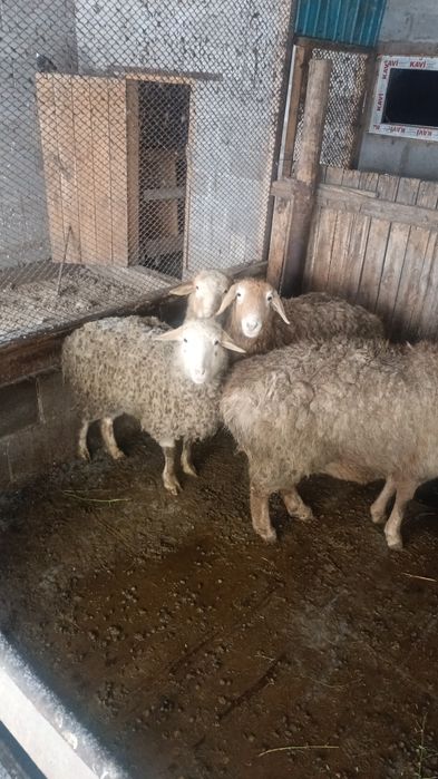Продам баран уштобе