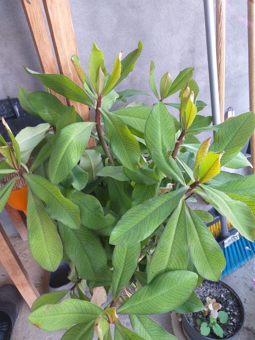 Flori de vanzare, nu le mai pot tine. Sunt flori tinute in casa cat si in curte, ingrijite.