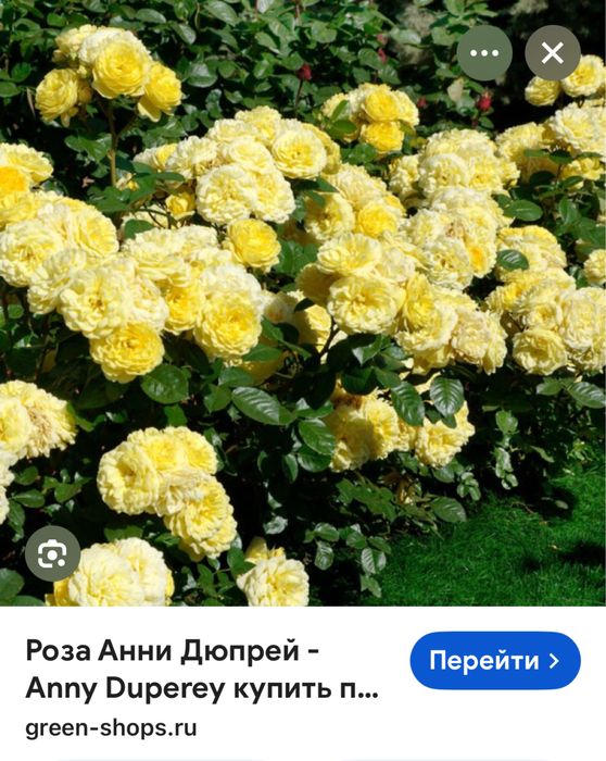 Продам саженцы роз