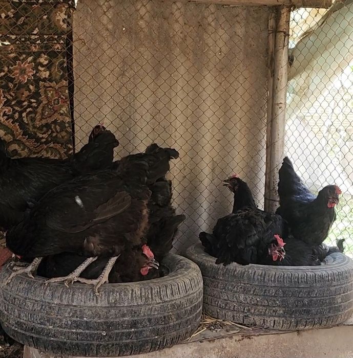 1 HAFTALIK QORA SHAXZODA zotini JO‘JALARI sotiladi Кора Шахзода цыпята