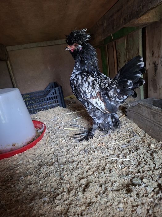 Kariski yaponcha xuroz sotiladi