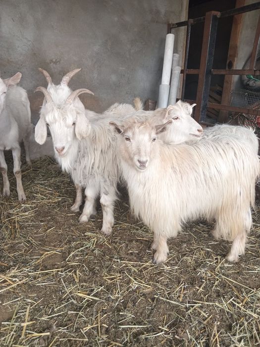 Ешкілер сатылады.