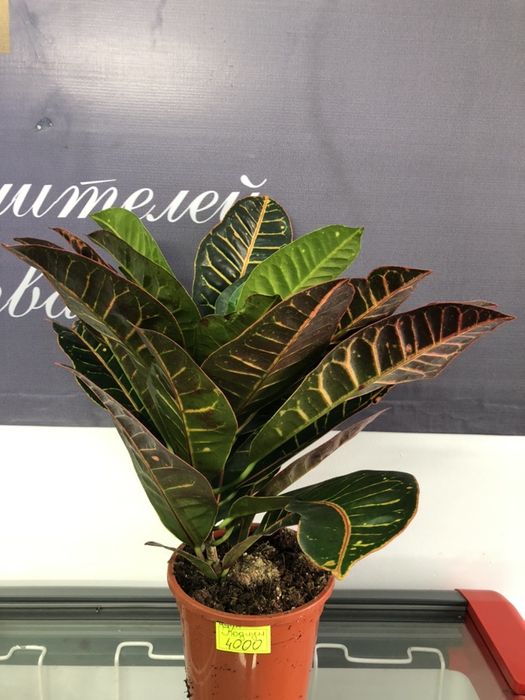 орхидеи очень красивые