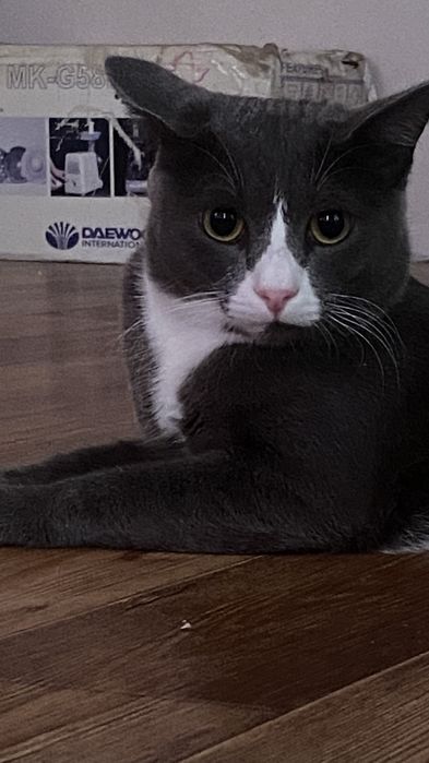 Отдадим кота в добрые руки
