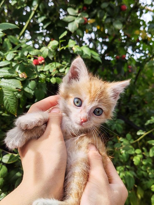Отдам котёнка мальчика
