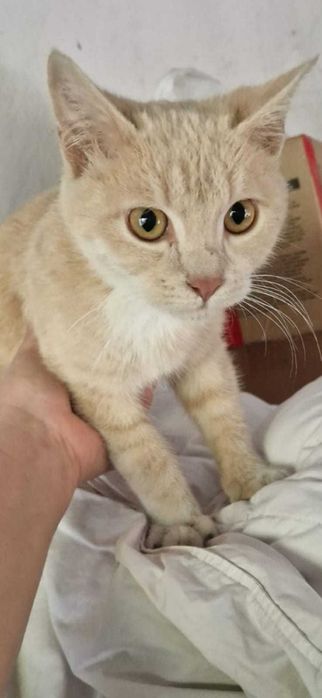 Котята бесплатно
