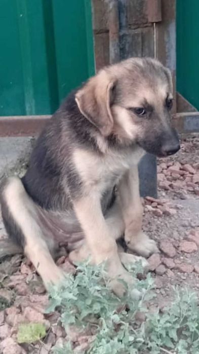 Важна любая помощь для щенка