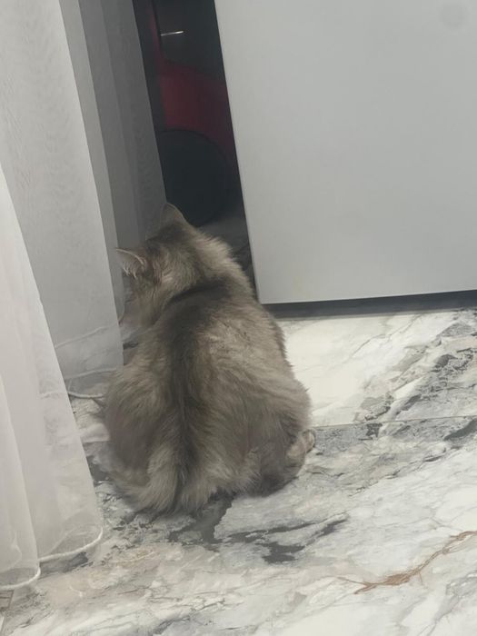Отдам кота в хорошие руки