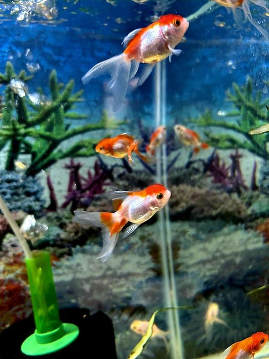 Золотые рыбки Скалярия.