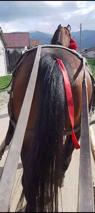 Vând iapă de 6 ani foarte cuminte