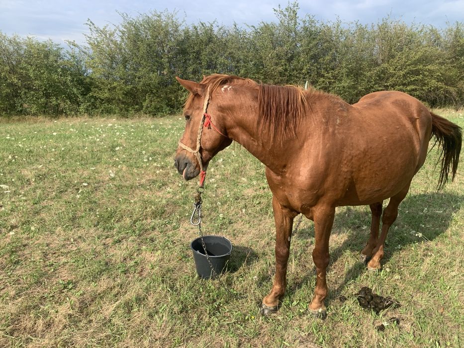Cal de vinzare bun la caruta