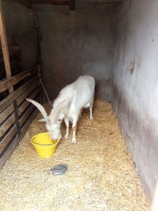 Țap de rasă Saneen