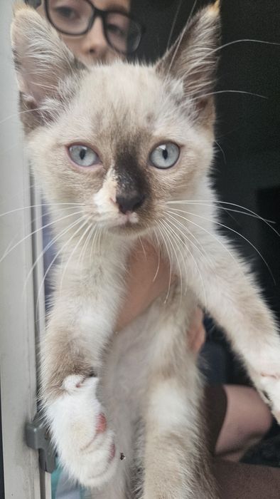 Отдам котёнка в добрые руки