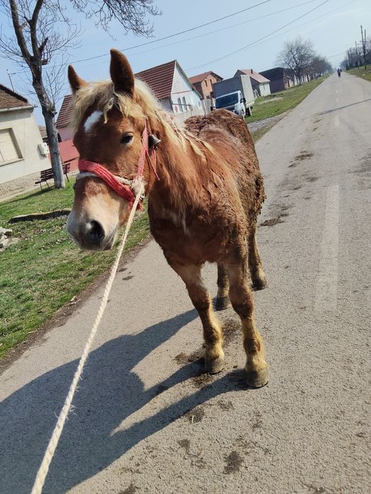 Vând mânz de 8 pe 9.luni.