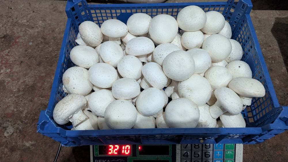 Грибы шампиньоны