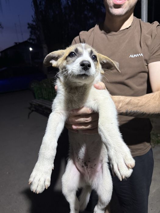 Отдаю щенят в добрые руки!