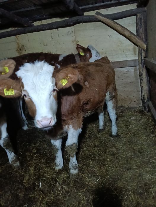 Vind 2 viței de 6 luni tăurași și vitea baltati