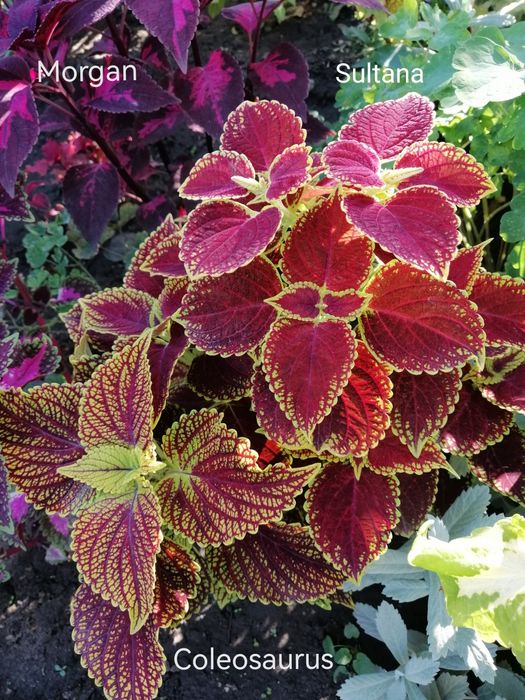 Колеус, крапивка/комнатные растения