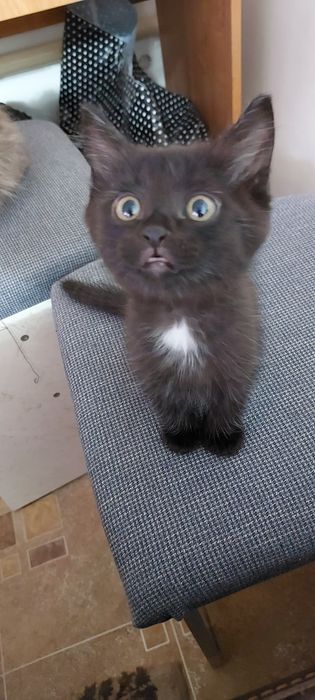 Отдам котенка в добрые руки