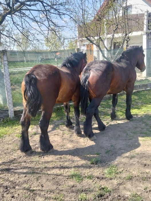 Mânji armăsari de 2 ani