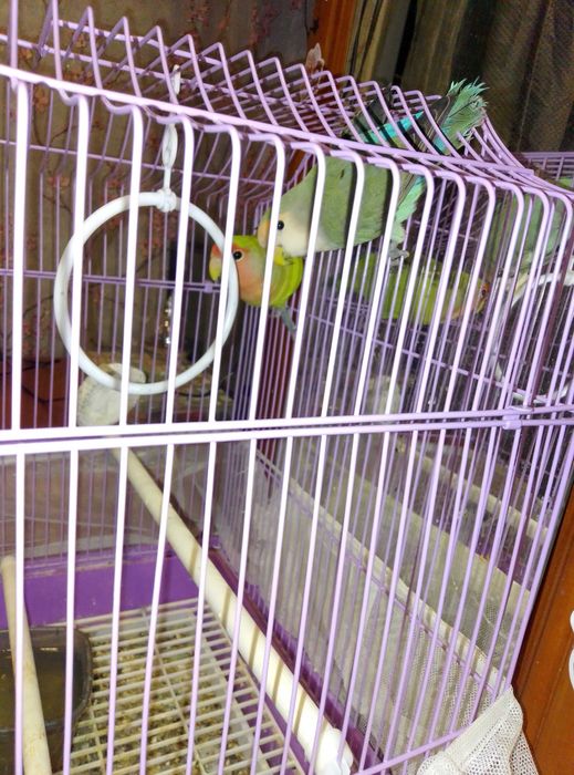 Попугаи неразлучники