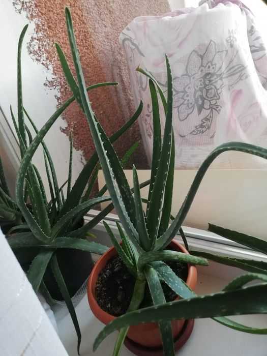 Продам АЛОЭ Вера, 3 года