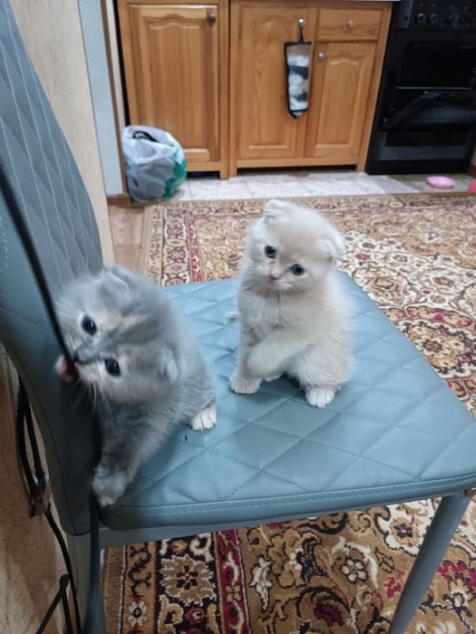 Вислоухие Шотландские котята от правельной вязки в подарок своим любим
