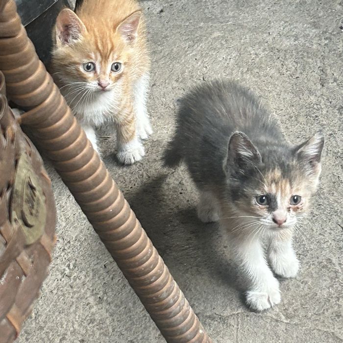 Котята в доьрые руки !!!