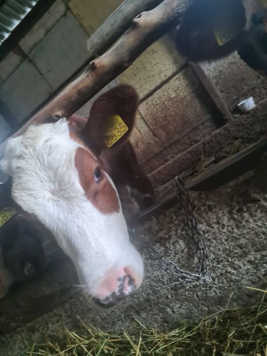 Vand 2 vițele de 5 luni