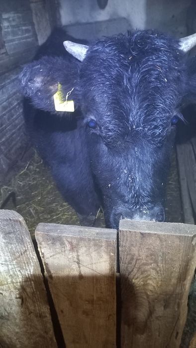 Тёлка бык телята