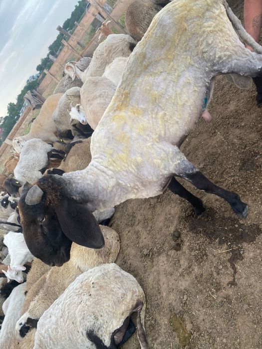 Berbec Cărăbaș  de vanzare