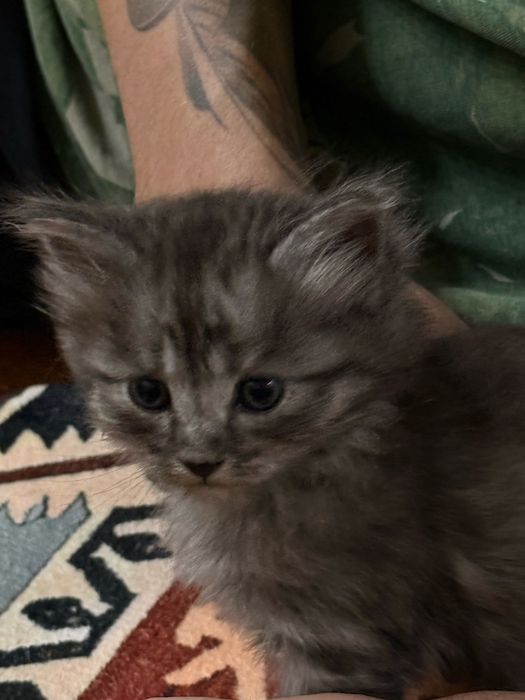 В добрые руки кота Чиби