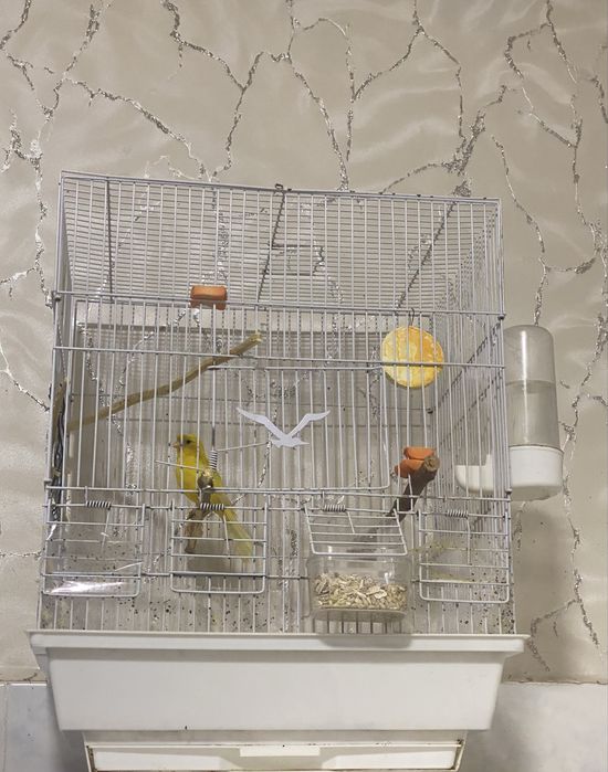 Kanareyka nar-erkagi