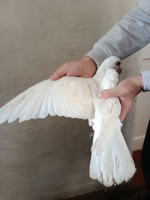 Голуб белый дракон