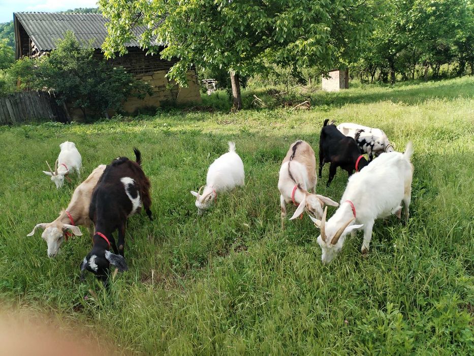 Capre de vanzare