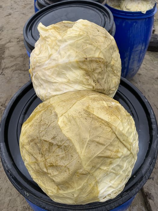 Varza murata româneasca cu foaie subtire