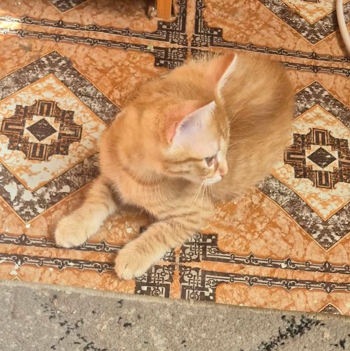 Подарявам котенце.