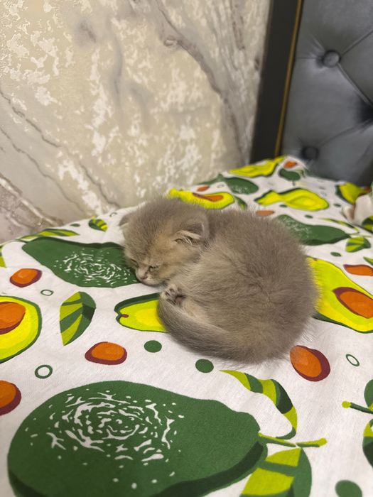 Scottish Fold (Shotlandiyalik bukilgan quloqli mushuk)