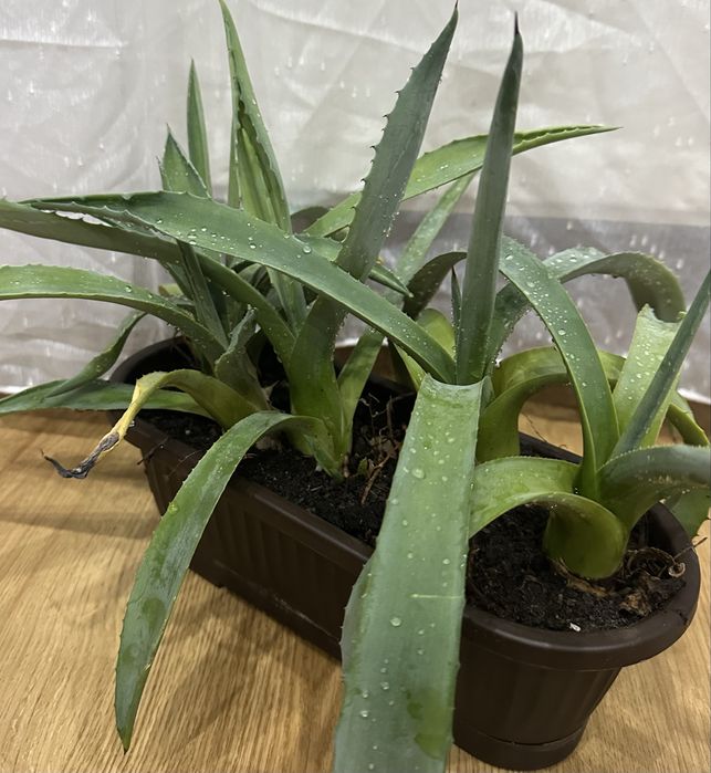 Plante aloe vera 6 bucati