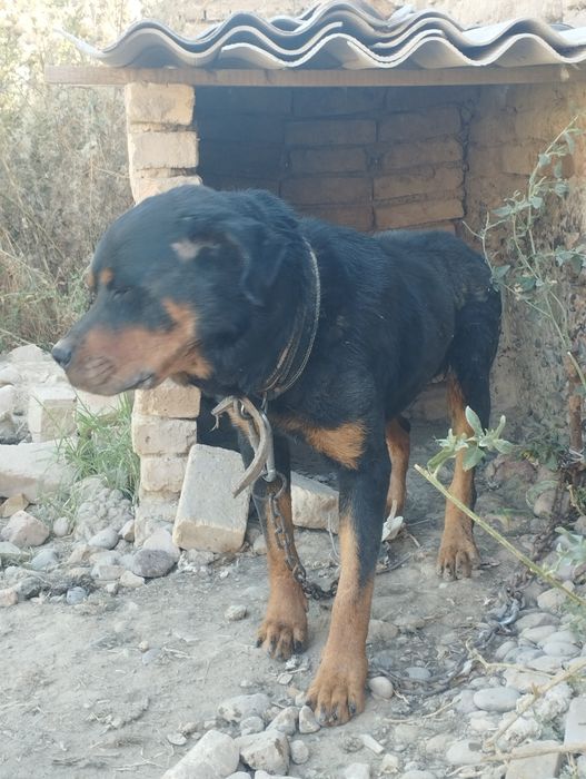 Ratfiler sotiladi erkak uy QORIG'LASHGA zor