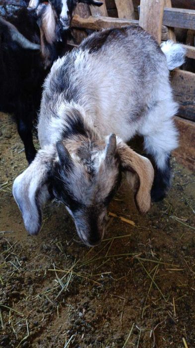 Продаются молочные козы и козлята